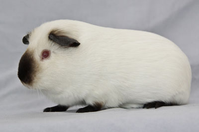 Himalayan guinea pig shop for sale